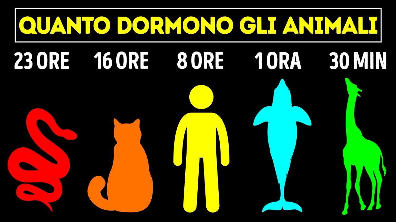 qual è l'animale che non dorme mai