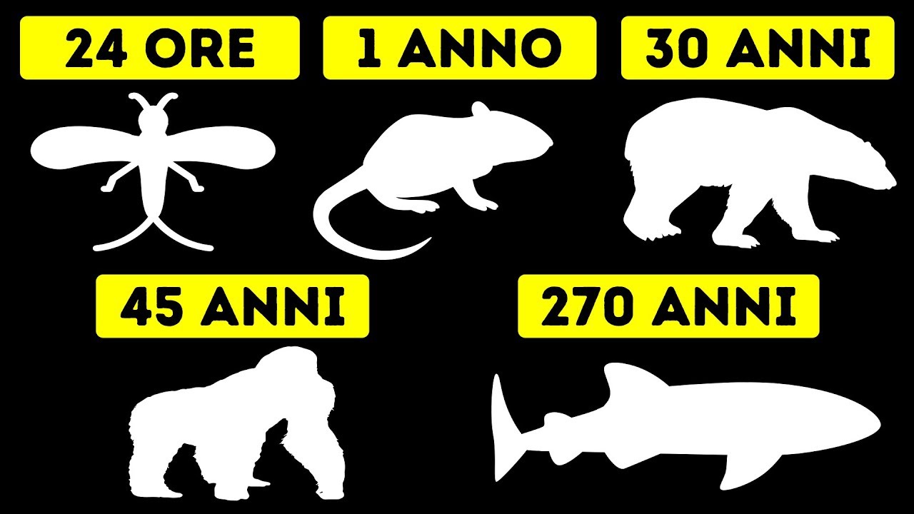 qual è l'animale più pulito al mondo