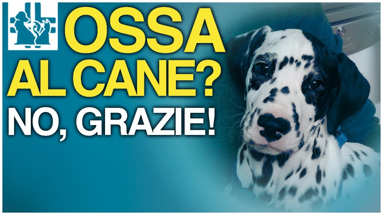 quali ossa non dare al cane