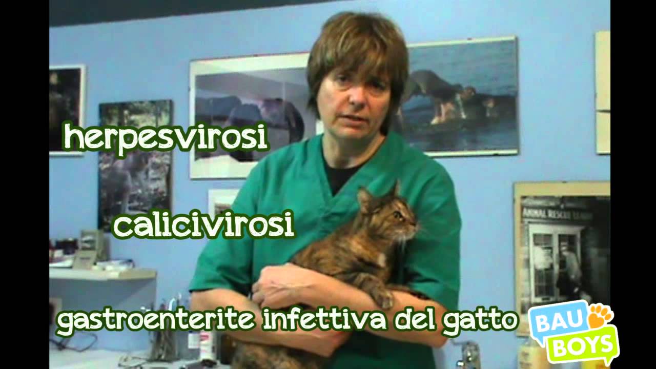 quali sono i vaccini obbligatori per i cani