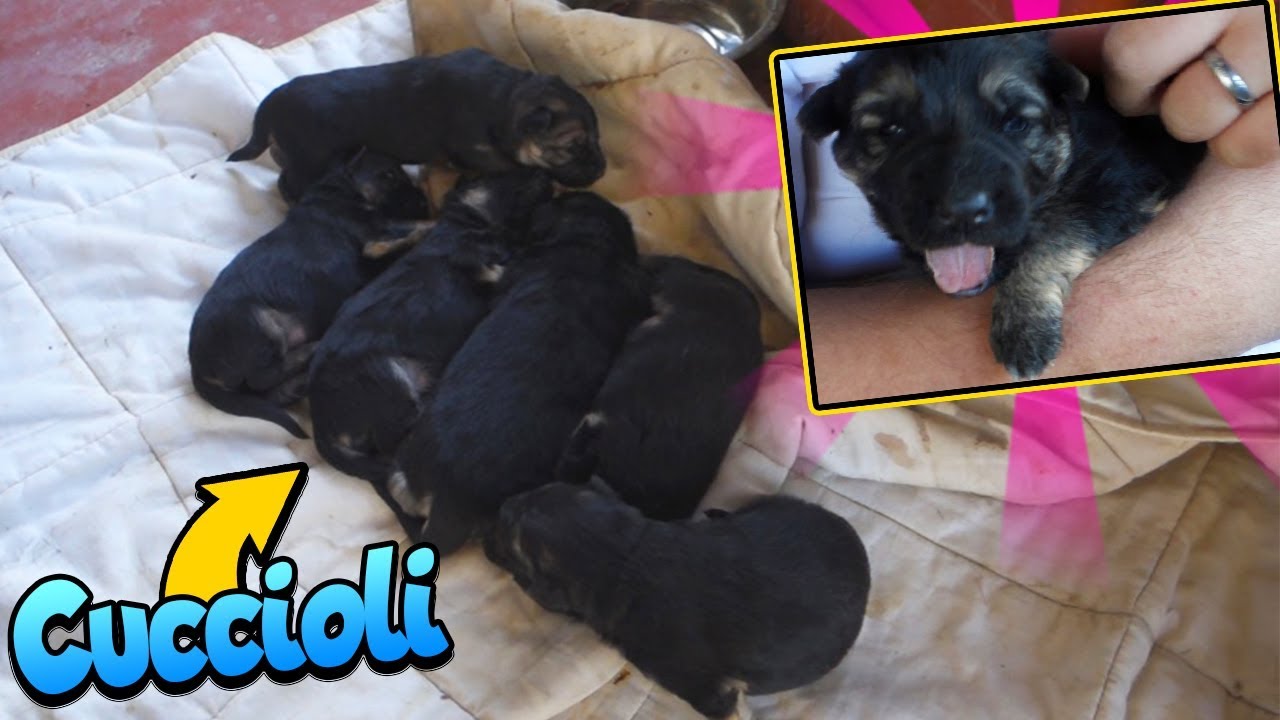 quando aprono gli occhi i cuccioli di cane