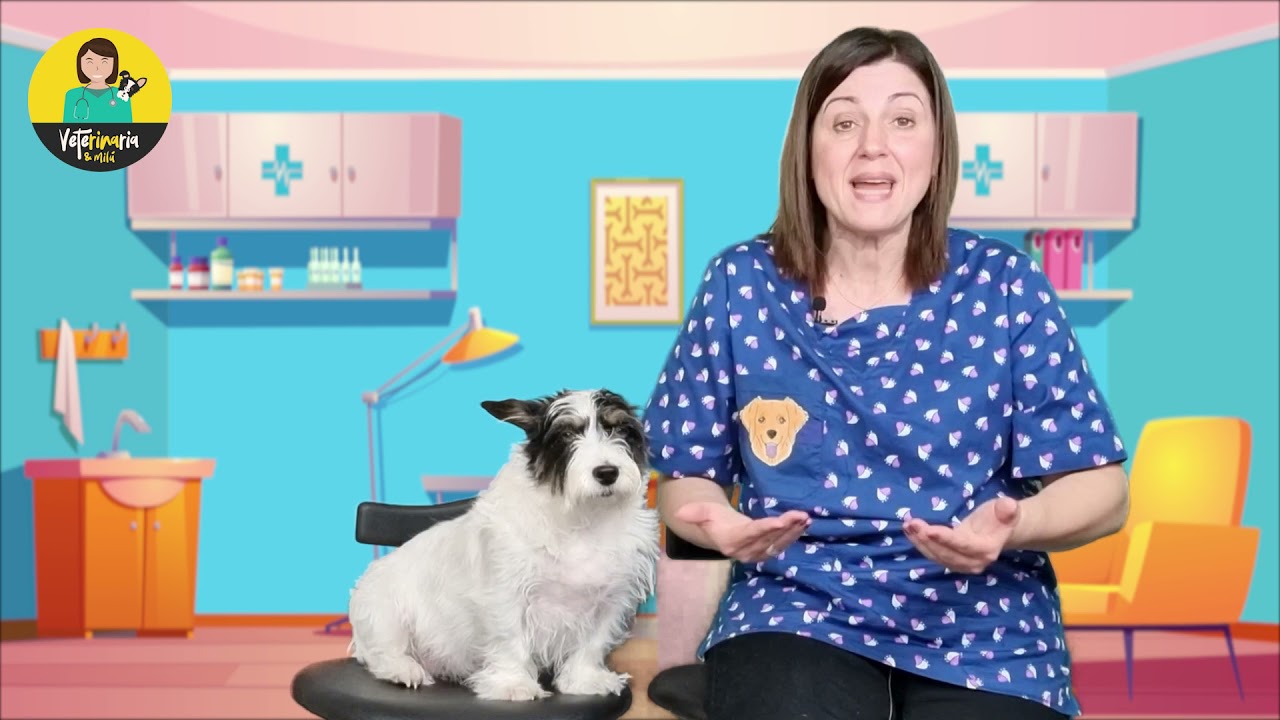 quando cadono i denti ai cani