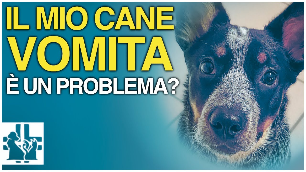 quando il cane vomita schiuma bianca