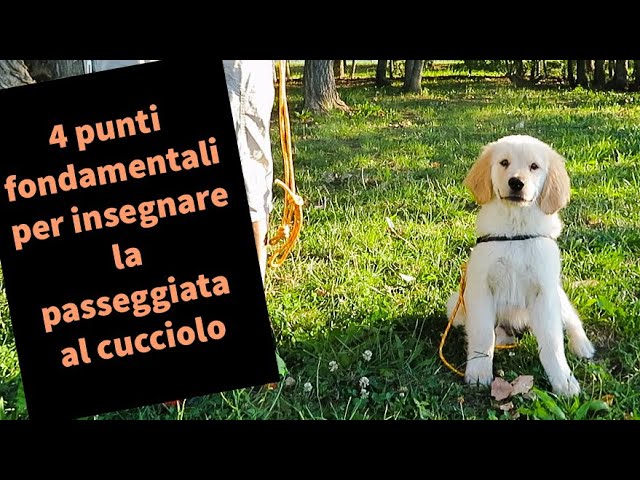 quando iniziano a camminare i cuccioli di cane