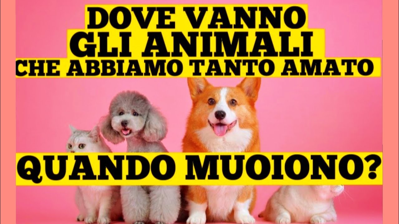 quando muore un gatto la sua anima