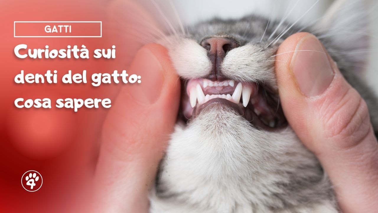 quando perdono i denti i gatti