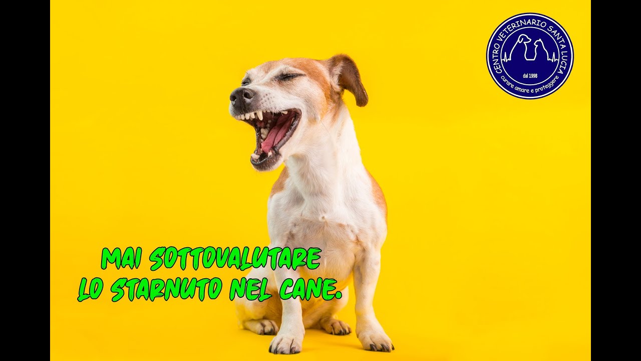quando preoccuparsi se il cane starnutisce
