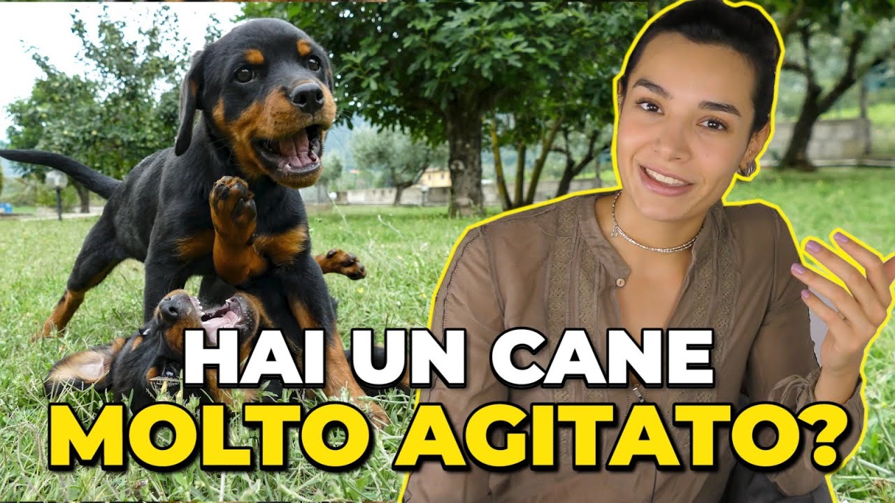 quando si calmano i cuccioli di cane