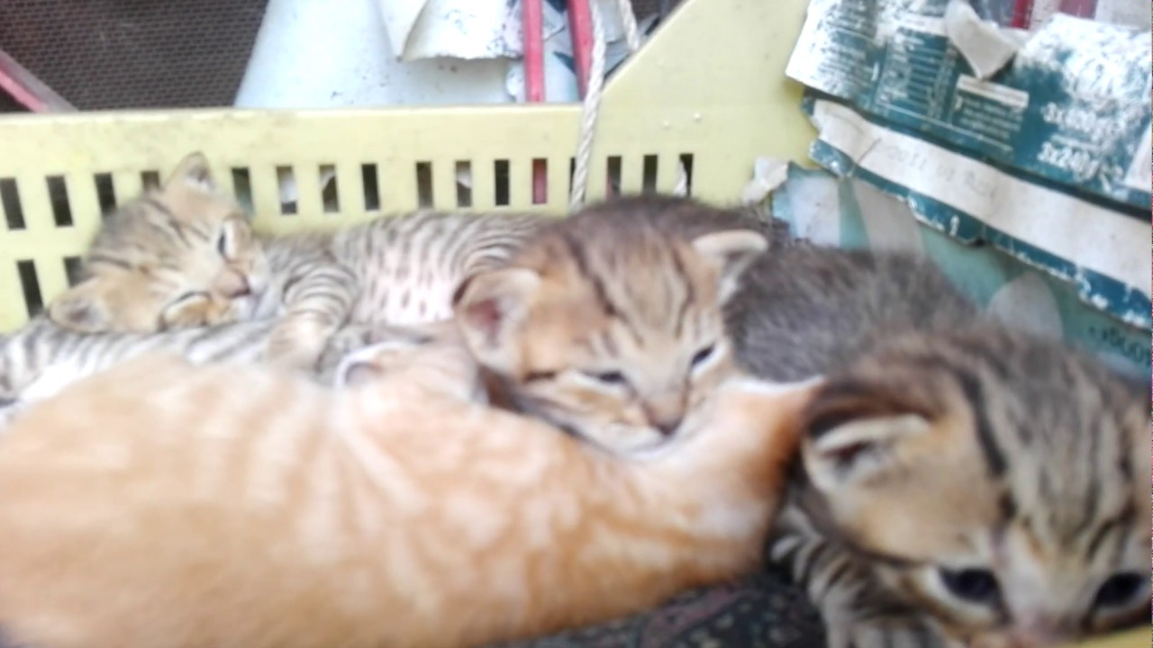 quando si possono toccare i gattini
