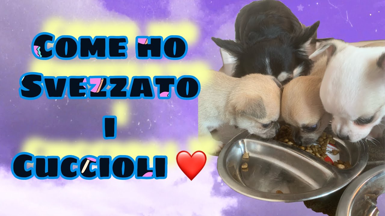 quando svezzare i cuccioli di cane