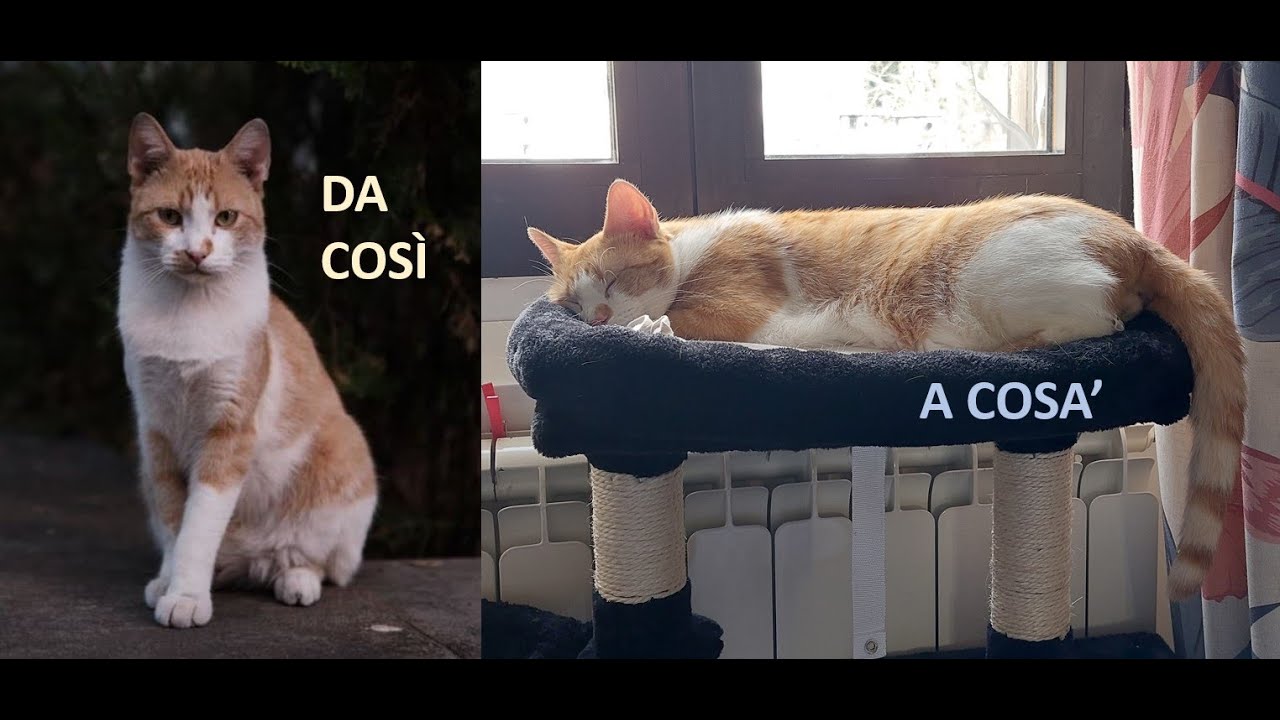 quando un gatto randagio ti sceglie