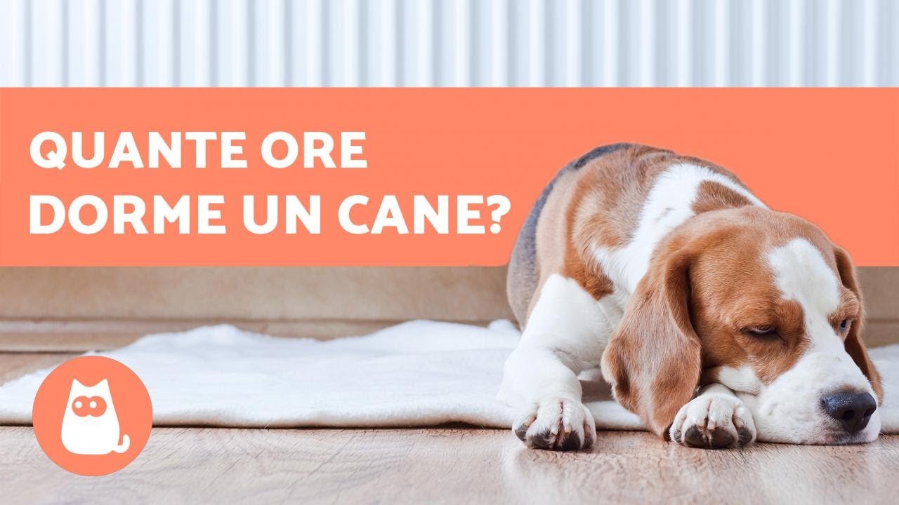 quante ore dorme un cane la notte