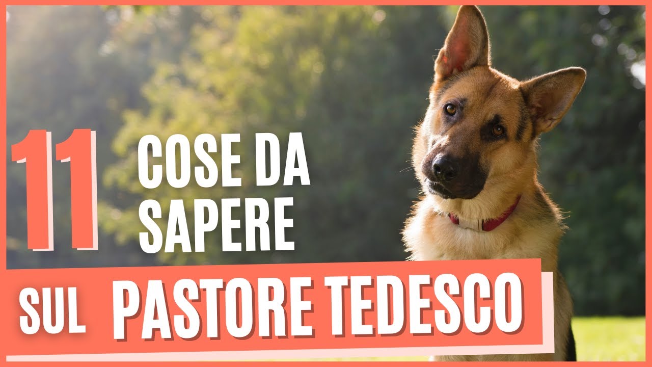 quanti anni vive un pastore tedesco