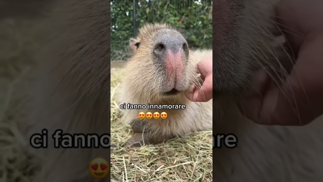 quanto costa un capibara in italia