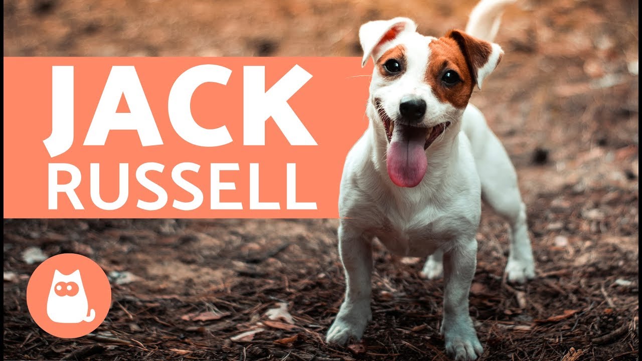 quanto costa un cucciolo di jack russell