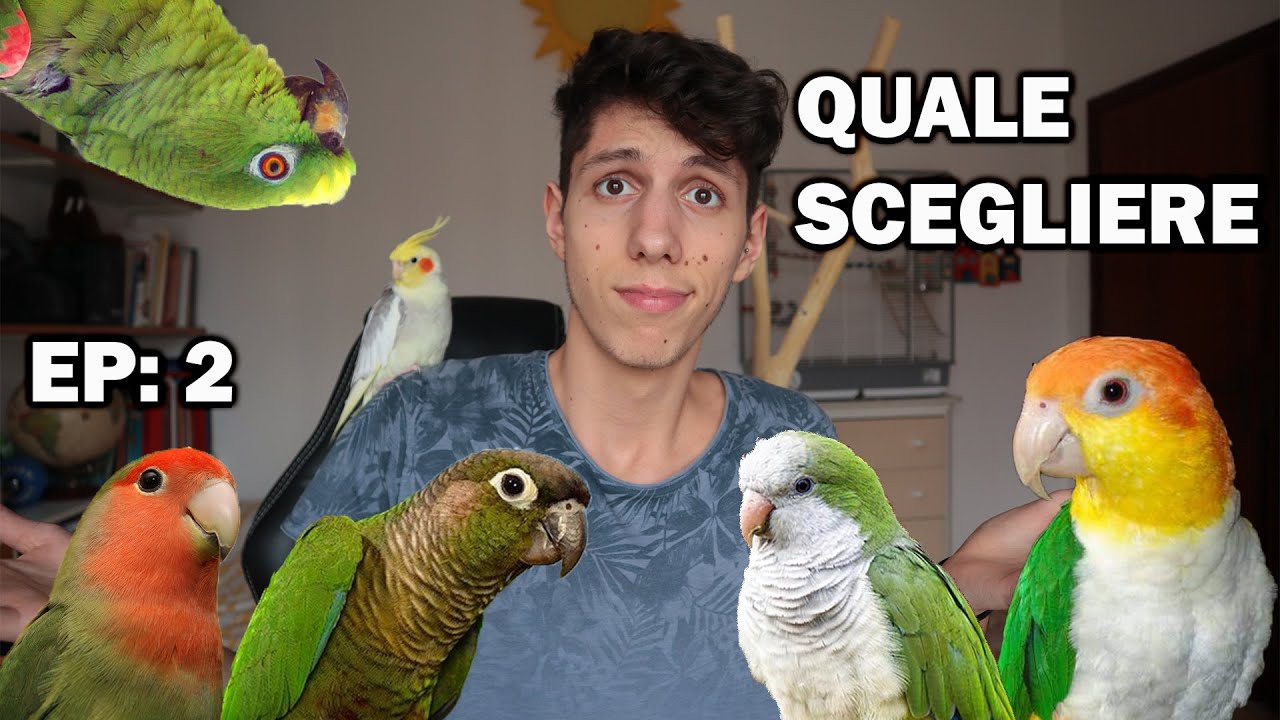 quanto costa un pappagallo che parla