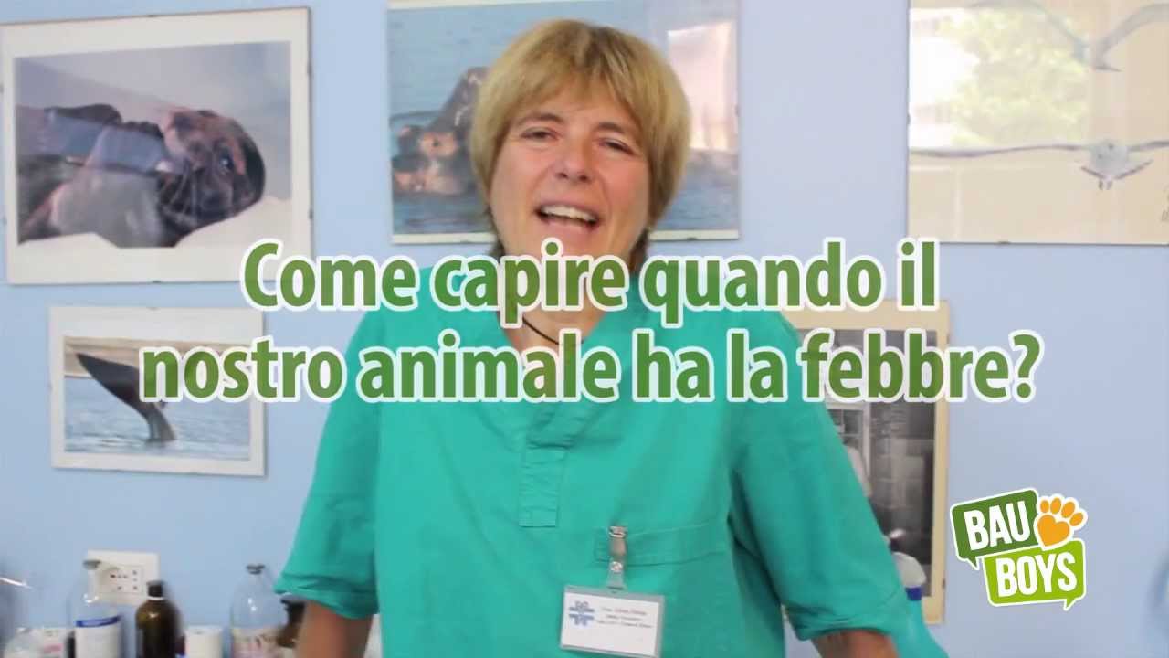quanto deve essere la temperatura del cane