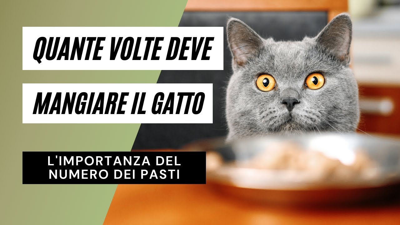 quanto deve mangiare un gatto di 4 kg