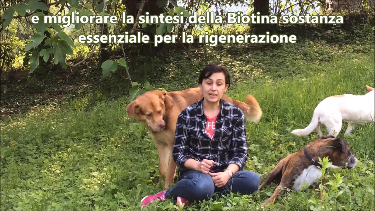 quanto dura la muta del cane
