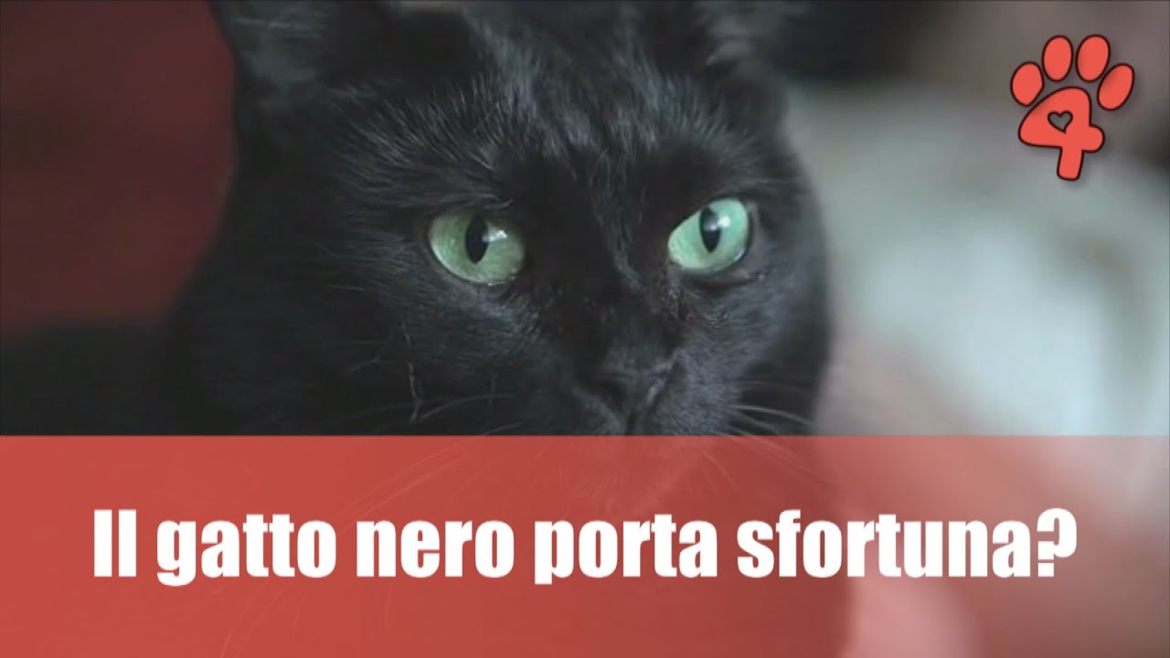 quanto dura la sfortuna del gatto nero