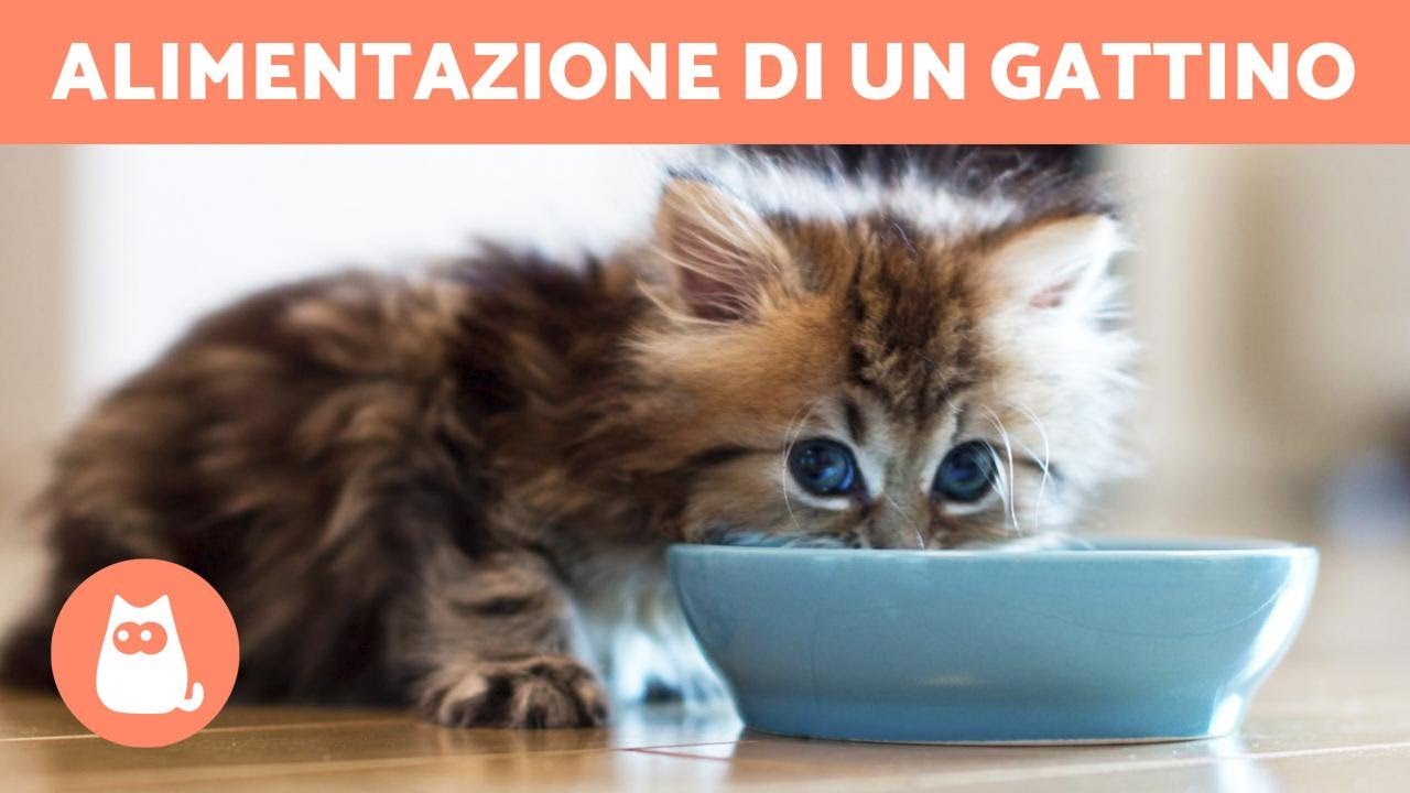 quanto mangia un gatto di 1 mese