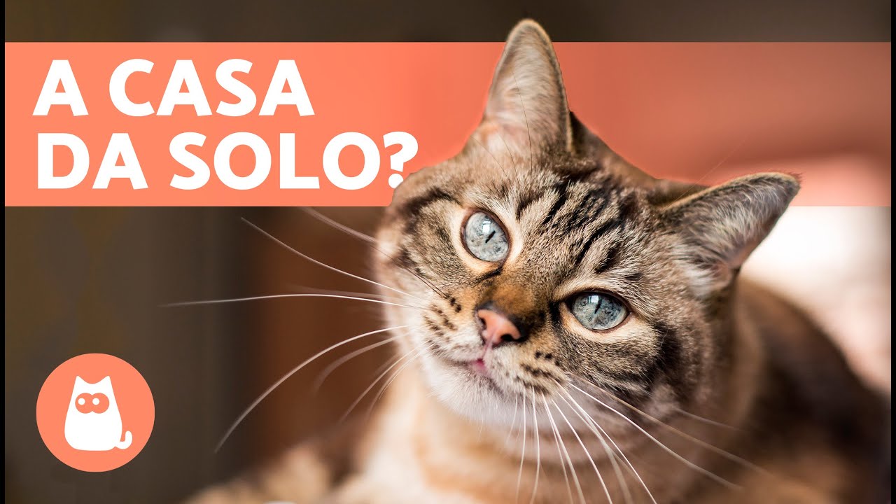 quanto può stare un gatto senza mangiare