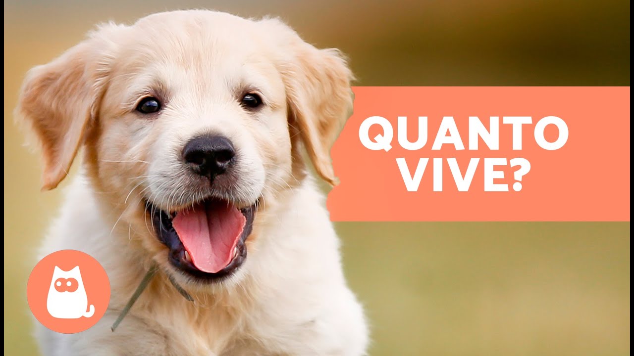 quanto vive in media un cane