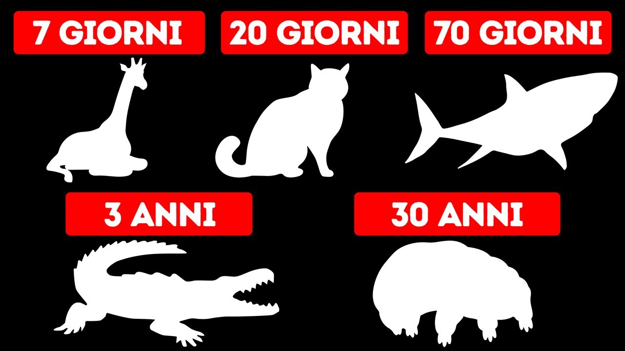 quanto vive un calabrone senza cibo