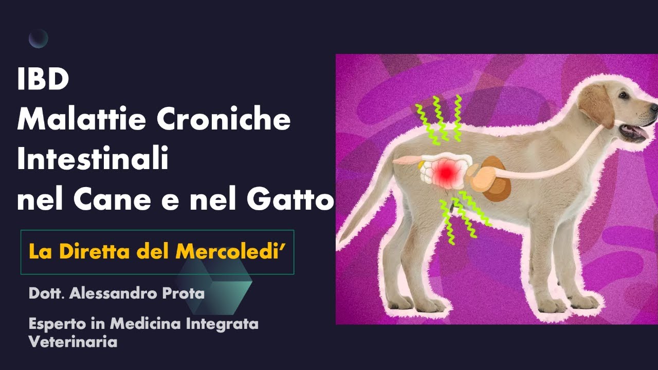quanto vive un gatto con ibd