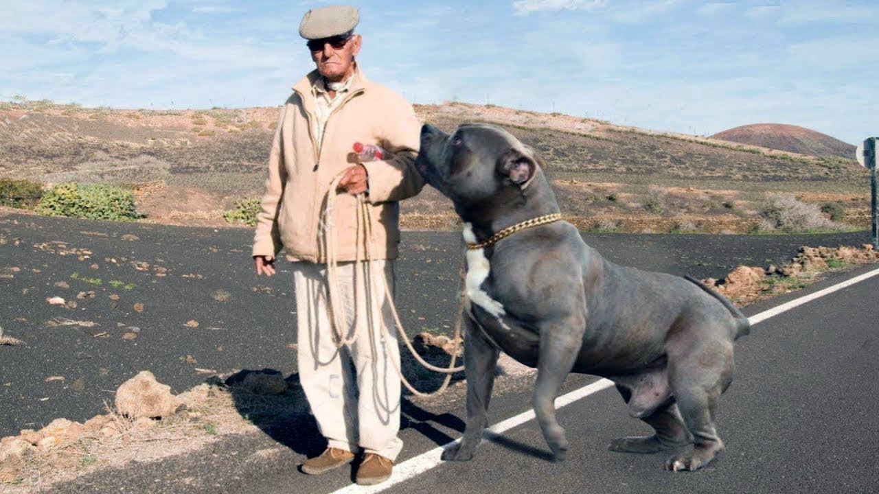 razza di cane con orecchie lunghe