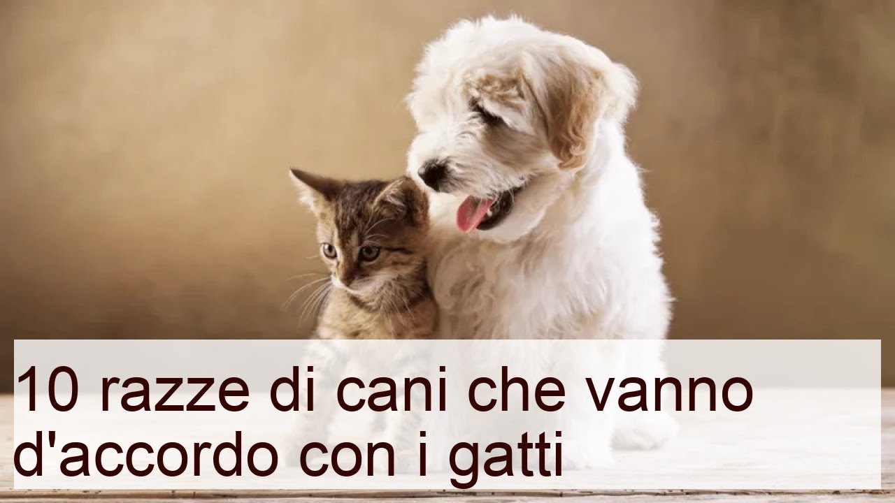 razze di cani che odiano i gatti