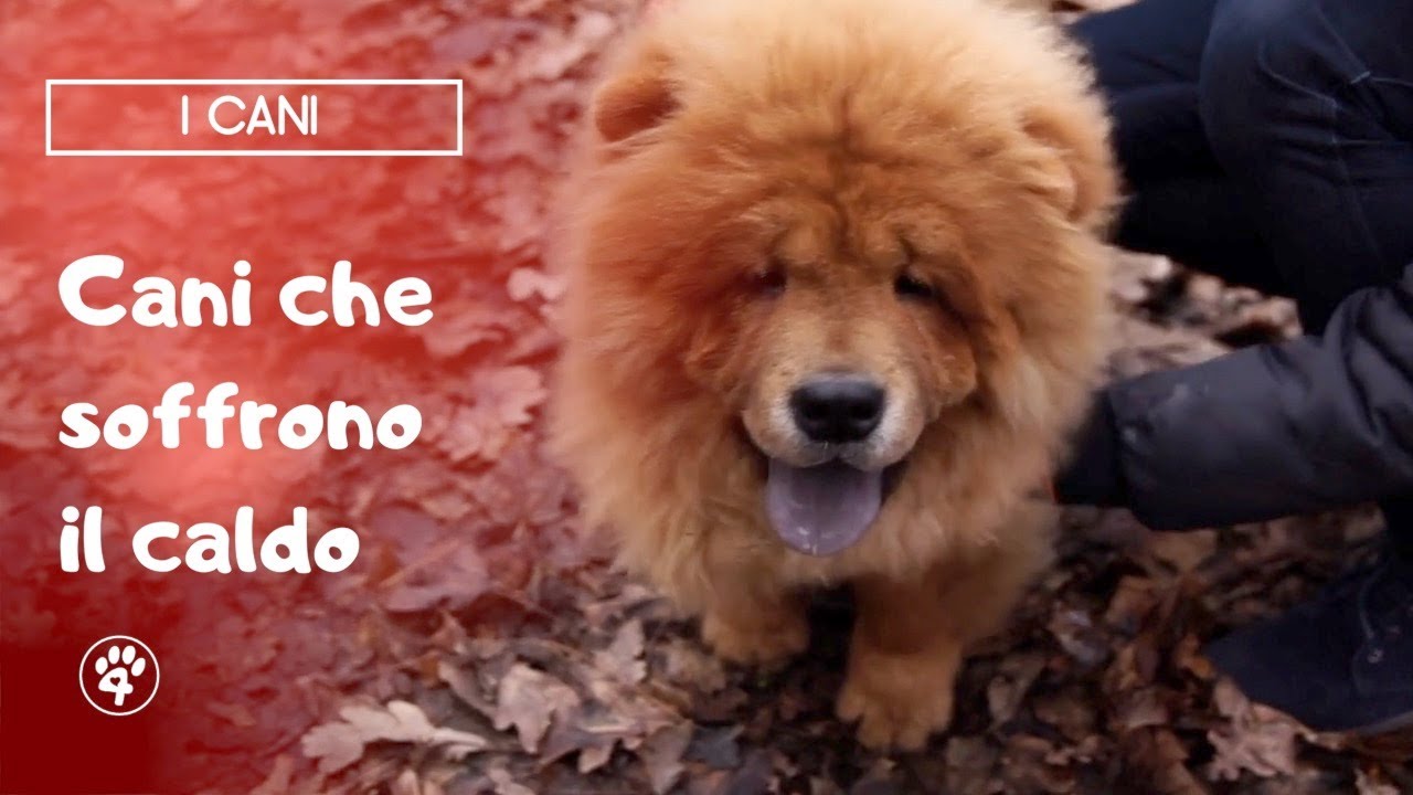 razze di cani che soffrono il caldo