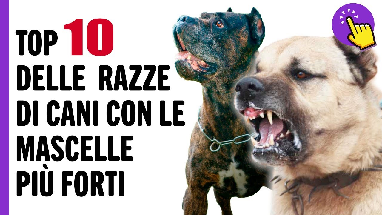 razze di cani con la g