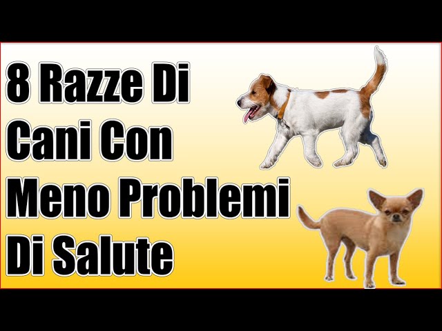 razze di cani con più problemi di salute
