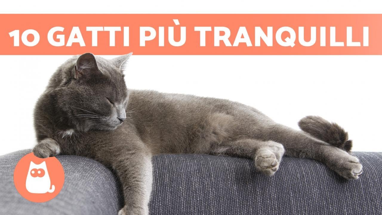 razze di gatti con la m