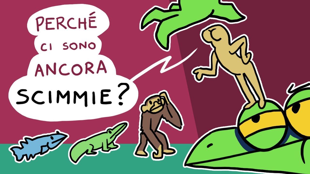 rex particolare gatto inglese dal pelo riccio