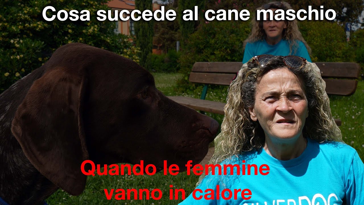 rimedi naturali per cane maschio in calore
