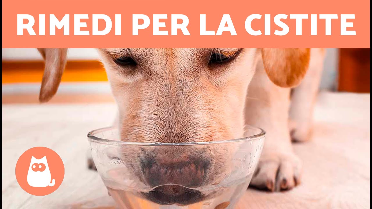 sangue alla fine della pipì cane femmina