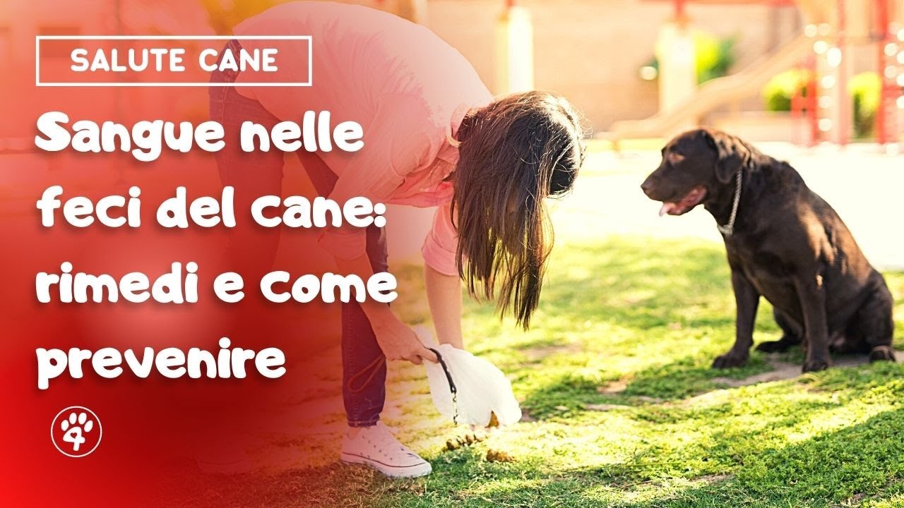 sangue nelle feci del cane: rimedi