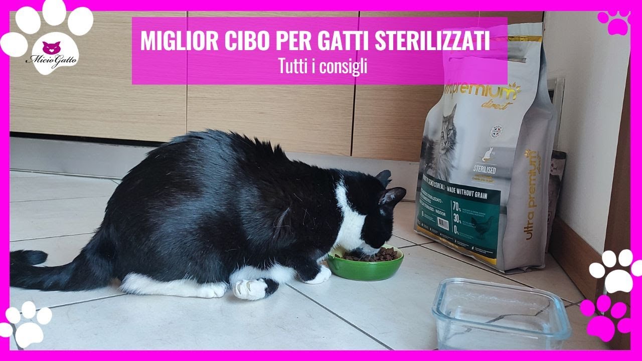 scatolette per gatti 400 gr offerta