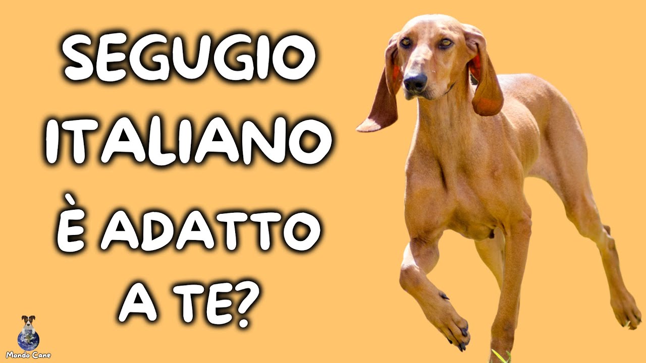 segugio italiano a pelo forte carattere