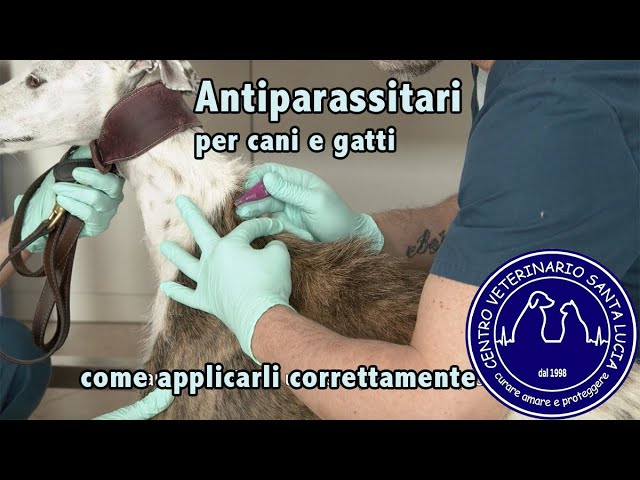 si può accarezzare il cane dopo antiparassitario