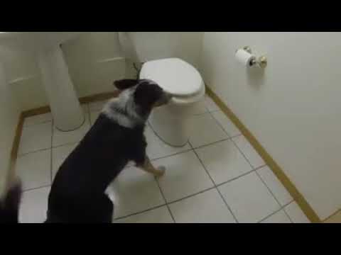 si può buttare la cacca del cane nel water