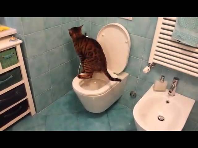 si può buttare la cacca del gatto nel water