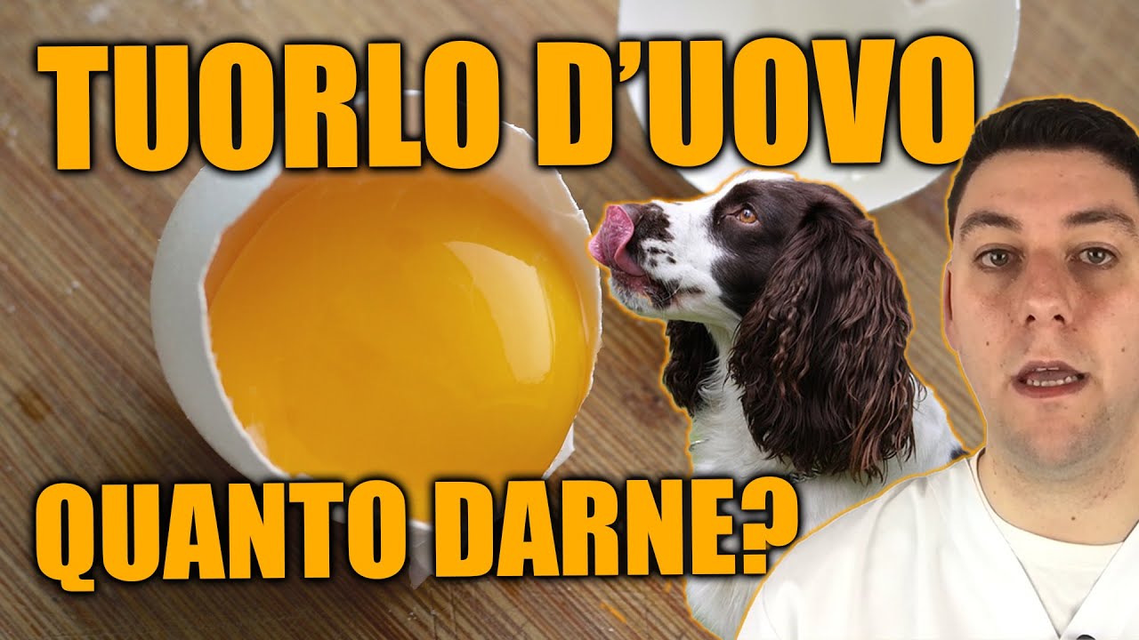 si può dare l uovo al cane