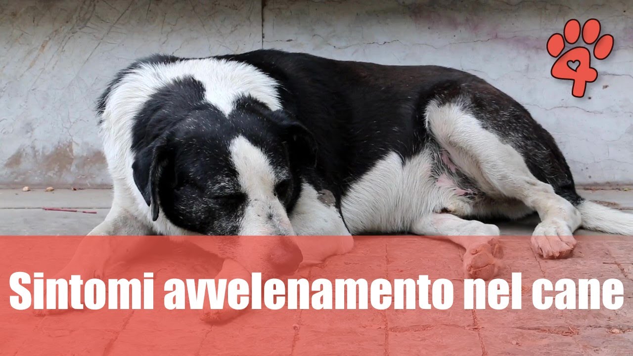 sintomi avvelenamento cioccolato cane dopo quanto fa effetto