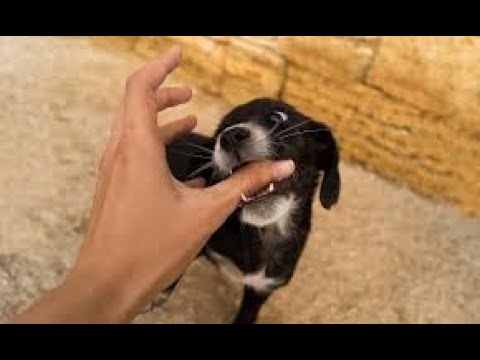 sognare un cane che ti morde la mano sinistra