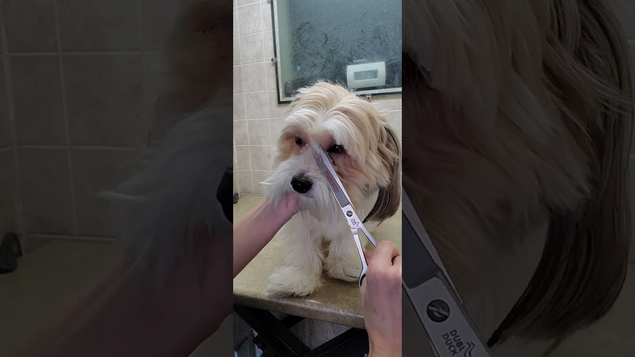 solo maltesi yorkshire e shih tzu