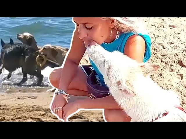 spiaggia per cani marina di massa