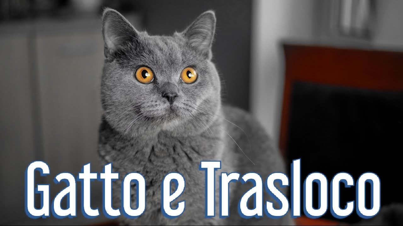 spostare un gatto dal suo territorio